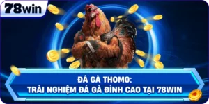 Đá Gà Thomo: Trải Nghiệm Bắn Gà Đỉnh Cao Tại 78Win
