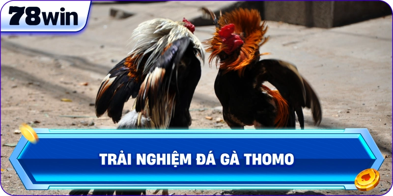 Trải nghiệm Đá Gà Thomo